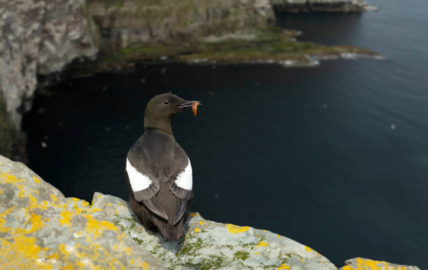 istock Black guillemot on a rock with a fish in the beak 1297069062