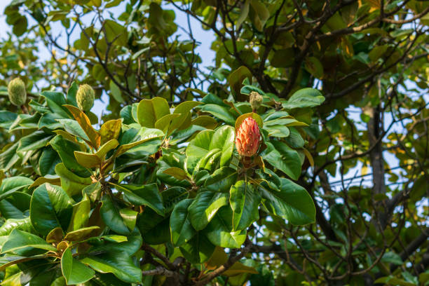 istock Lush magnolia tree top with flower buds. selective focus background 1297069132