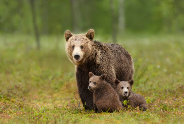 istock Female Eurasian brown bear and her cubs in boreal forest 1297069793
