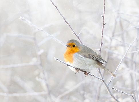 A robin red breast in soft falling snow