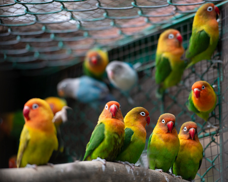 colorful parrots. The parrots with green yellow red colors are lined up side by side. Parrot family.
