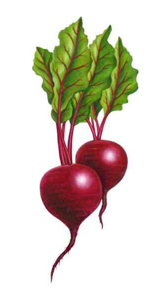 свеклы - radish bunch red vegetable stock illustrations