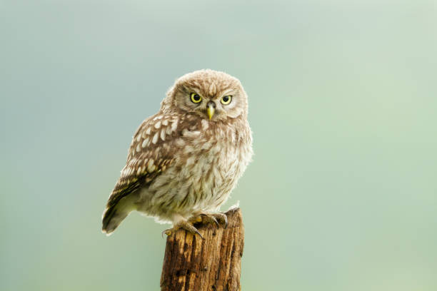 istock Close up of a little owl perched on a post 1297070177