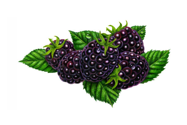 Blackberries An illustration of a group of blackberries with stems, surrounded by leaves. brambleberry stock illustrations