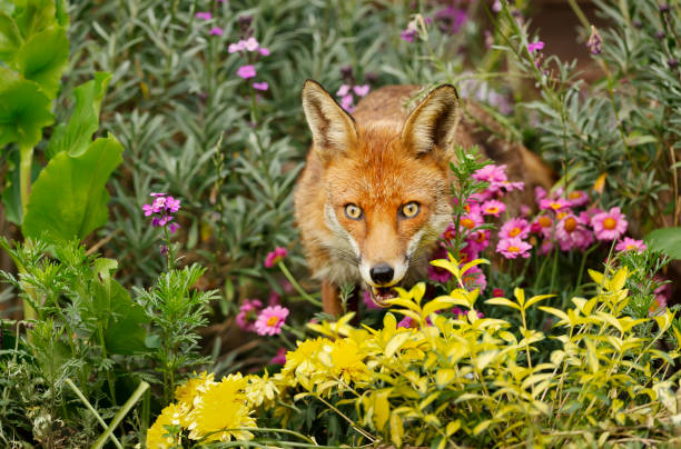 istock Close up of a red fox standing in a flower bed 1297070230