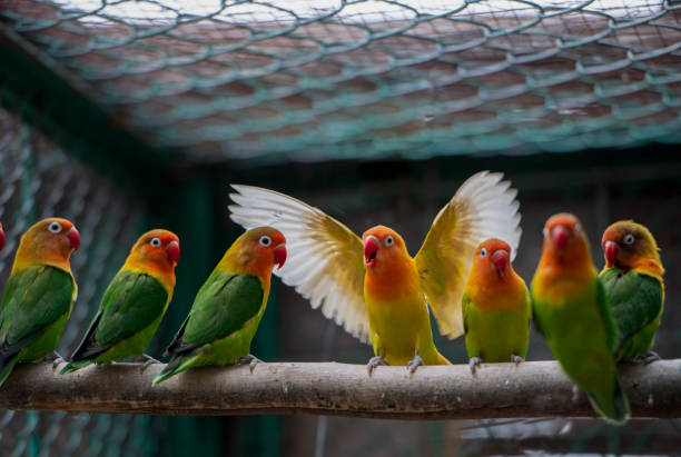 istock Leading parrot flies over other parrots. Colorful parrots together 1297070261