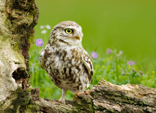 istock Little owl perched on a log in a meadow 1297070279