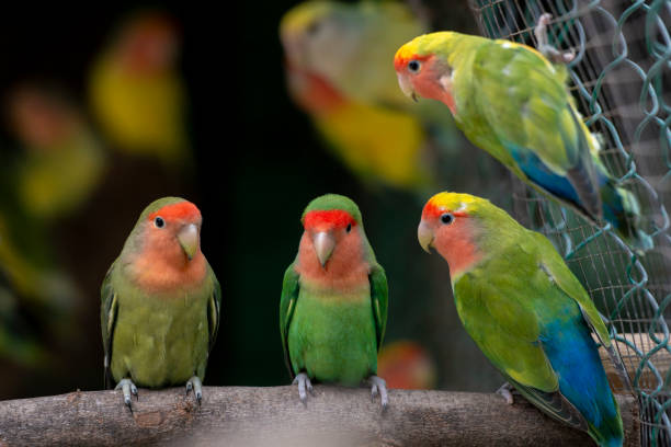 istock The parrots with green yellow red colors 1297070356