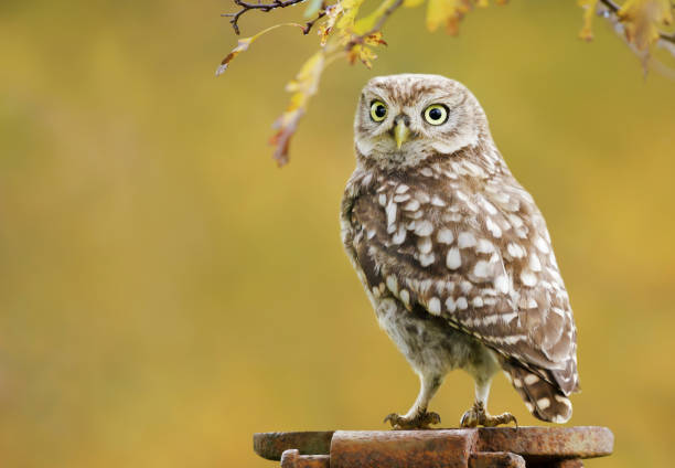 istock Little owl perched on a metal post against colorful background 1297070374