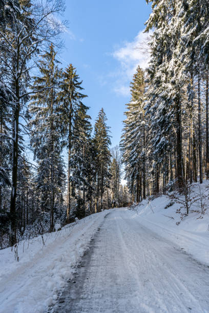 istock Georgous trees in a winter landscape scenery 1297070377