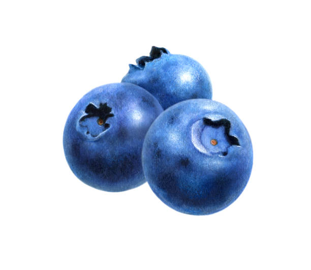 Blueberries Three vector art illustration