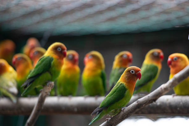 istock The parrots with green yellow red colors 1297070463