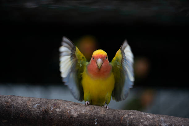 The parrot standing in the air with its wings open flapping its wings rapidly