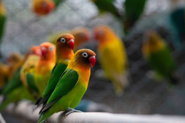 istock The parrots with green yellow red colors 1297070602