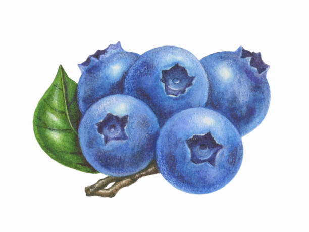 Blueberry Branch vector art illustration