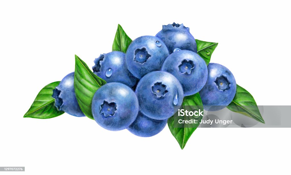 Blueberry Group An illustration of a group of blueberries, surrounded by leaves. Blueberry stock illustration