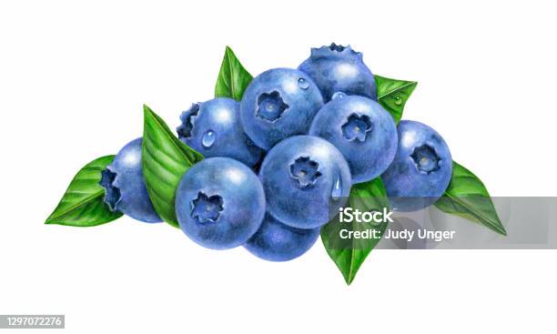 Blueberry Group Stock Illustration - Download Image Now - Blueberry, Illustration, Watercolor Painting