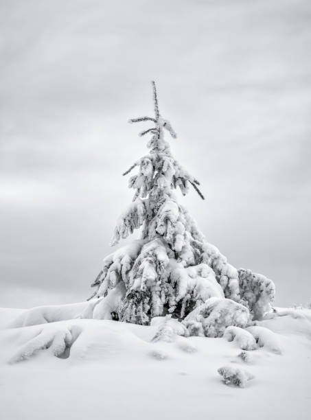 istock Lonely isolated pine tree covered in fresh white snow. Winter landscape in Carpathian Mountains, Romania 1297072426