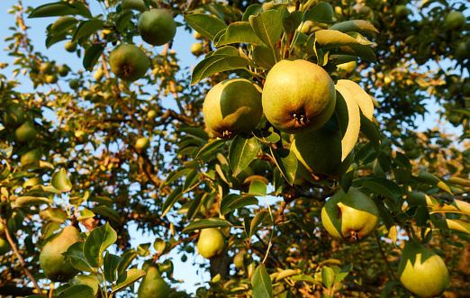 Many ripe pears (pyrus) hang on the branches of a green fruit tree. Full frame. Germany, Swabian Alb.