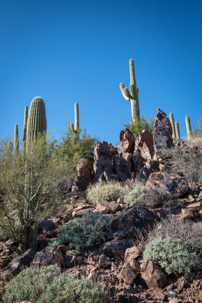 istock Saguaro Cactus in a desert landscape 1297073152