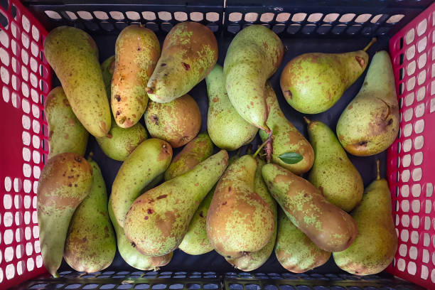 istock Basket with freshly picked pears 1297073395