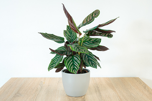 Calathea, also known as `prayer plant` in a pot on a table. The leaves of this jungle plant have a beautiful pattern and they open and close under the influence of light.