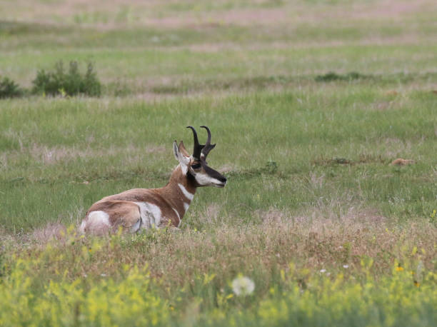 istock Pronghorn (Antilocapra americana) Resting in a Field 1297073443