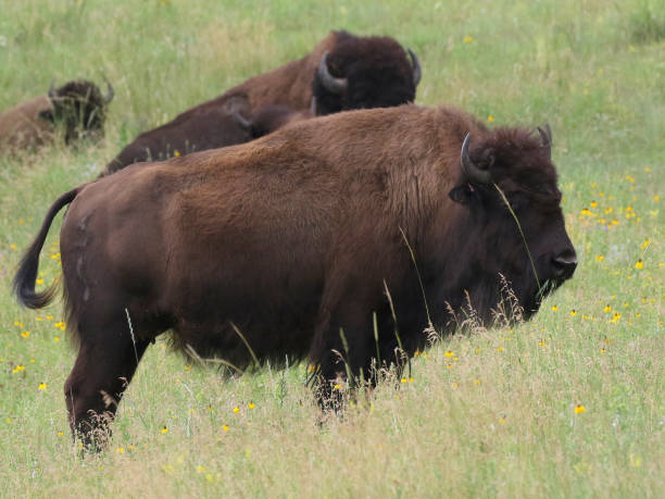istock American Bison in a Grassy Field 1297073484