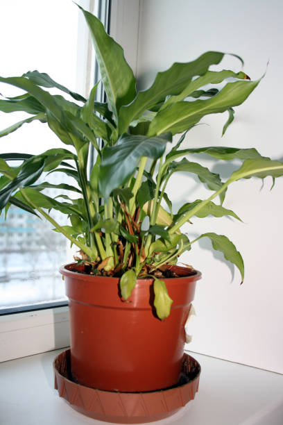 istock Spathiphyllum in a pot on the windowsill. 1297073495
