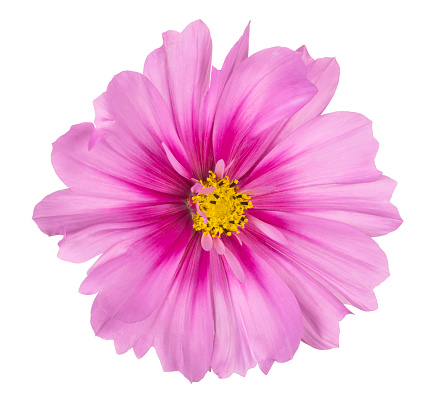 Studio Shot of Magenta Colored Cosmos Flower Isolated on White Background. Large Depth of Field (DOF). Macro. Close-up.