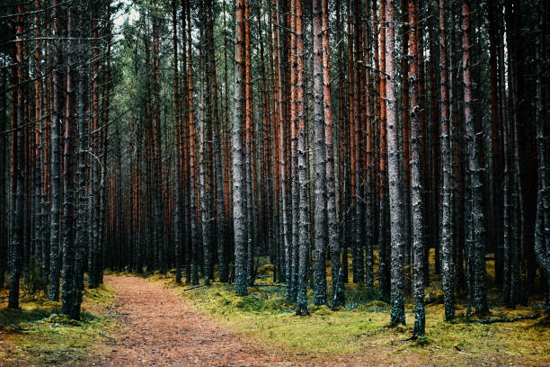 istock Summer pine tree forest, green nature landscape background 1297073606