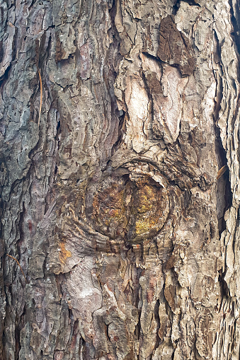 Detailed image of the bark of a pine tree. Suitable as background or wallpaper.