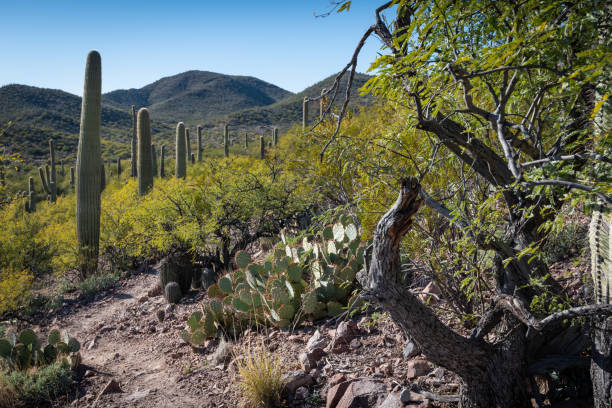 istock Saguaro Cactus in a desert landscape 1297074399