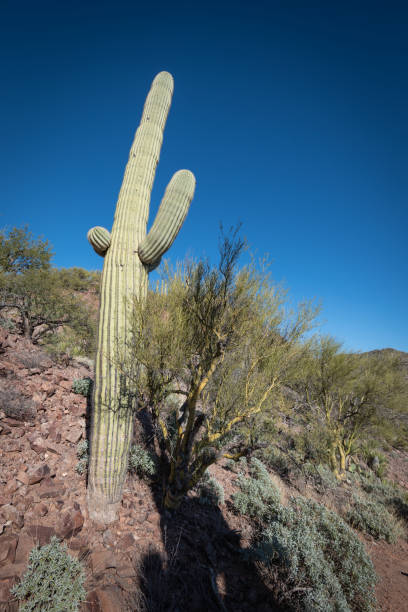 istock Saguaro Cactus in a desert landscape 1297074545