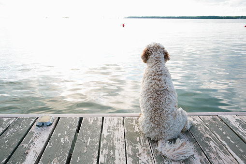 Dog sits on a dock by the lake looking out at the water