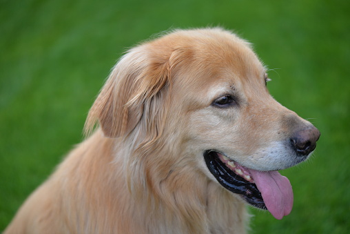 Beautiful dog photographed in the garden