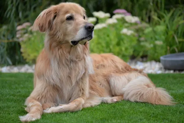 Beautiful dog photographed in the garden