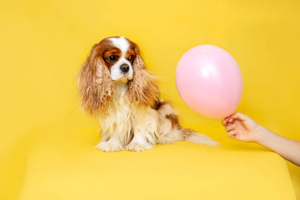 Dog Cavalier King Charles Spaniel sits on yellow background and looks at pink balloon, gift in his hand. Holiday concept Dog Cavalier King Charles Spaniel siting on yellow background and looks at pink balloon, gift in his hand. Holiday concept lap dog photos stock pictures, royalty-free photos & images