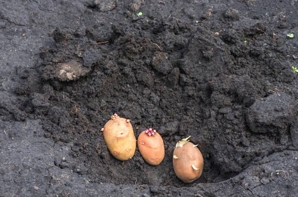 istock sprouted potatoes on the land, agrarian background 1297075793
