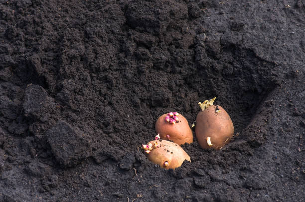 istock sprouted potatoes on the land, agrarian background 1297075865