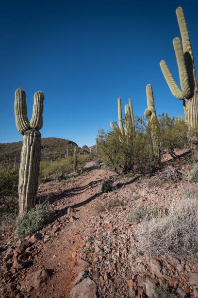 istock Saguaro Cactus in a desert landscape 1297075893