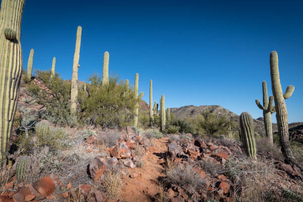 istock Saguaro Cactus in a desert landscape 1297076152