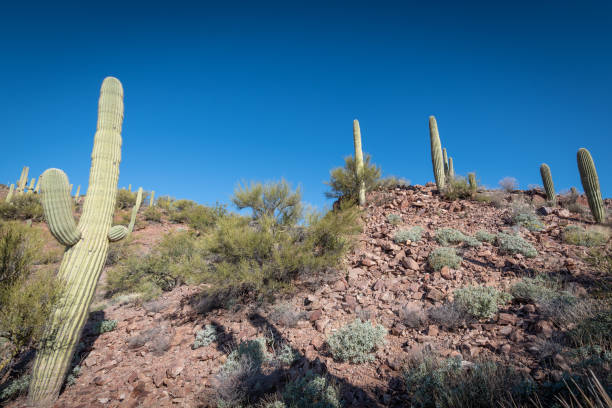 istock Saguaro Cactus in a desert landscape 1297076227