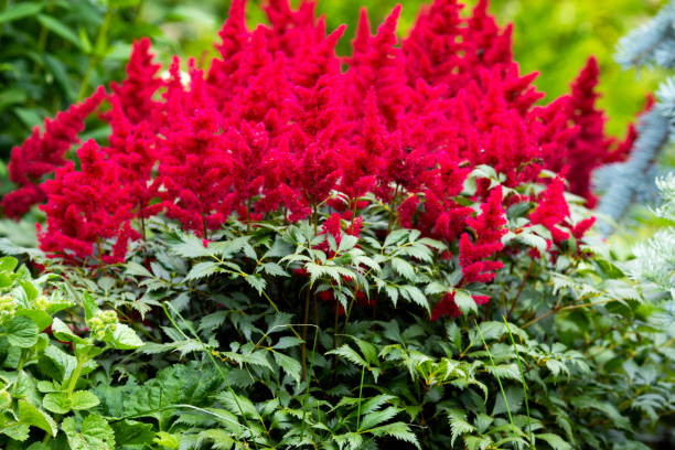 istock astilba flowers in the garden 1297076263