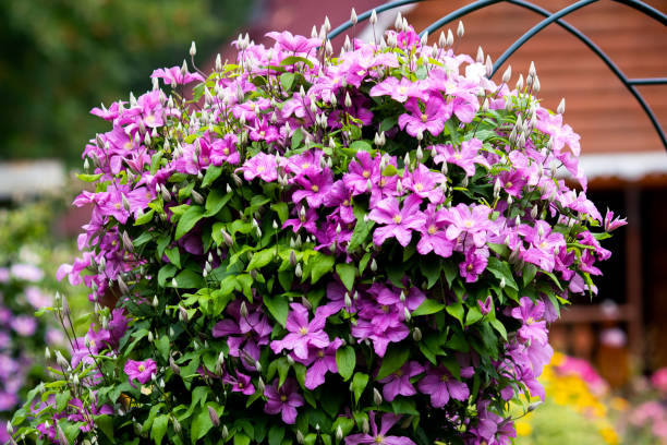 istock clematis flowers in the garden 1297076415