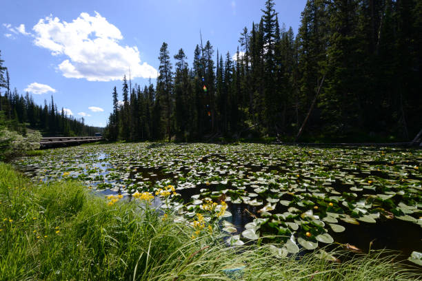 istock Yellowstone lake lily pads 1297077558