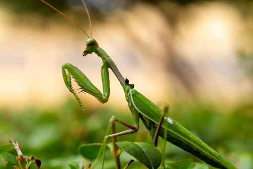 Green praying mantis on twig