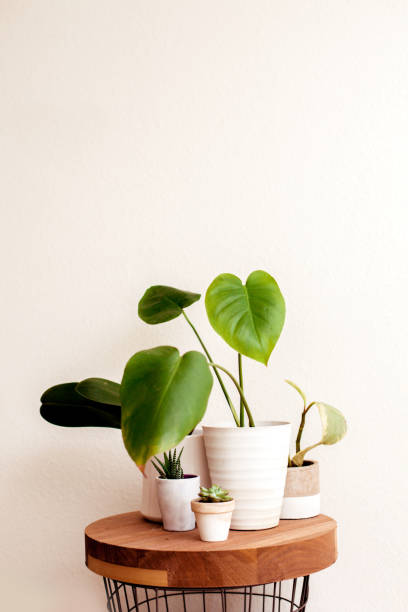 istock Beautiful house plants in nice pots on wooden table with copy space. Collection fo house hold plants - golden pothos, zebra plant, baby rubber plant, orchyd and small succulent plant 1297078607