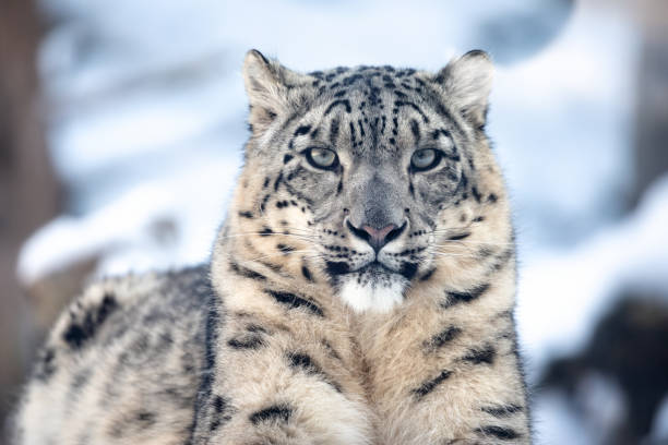 snow leopard - snow leopard imagens e fotografias de stock