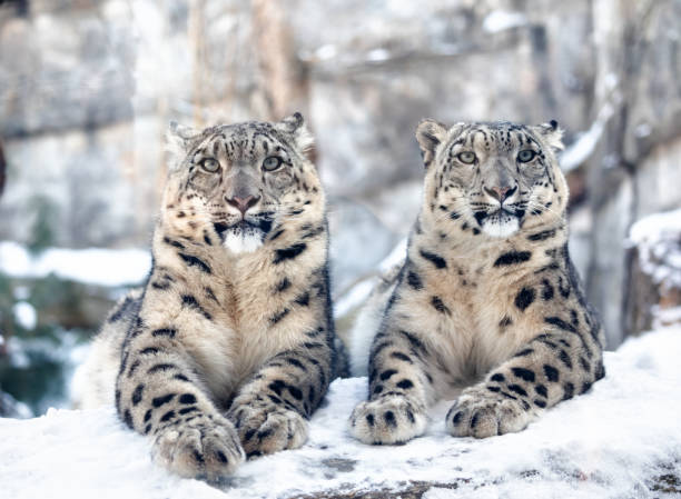 snow leopards - snow leopard imagens e fotografias de stock